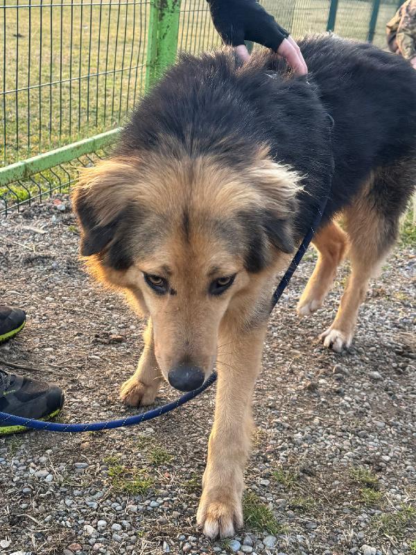 Milou, un magnifico simil pastore Foto 3